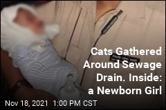 Cats Gathered Around Sewage Drain. Inside: a Newborn Girl