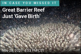 Great Barrier Reef Just &#39;Gave Birth&#39;