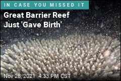 Great Barrier Reef Just &#39;Gave Birth&#39;