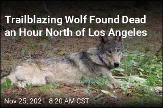 Wolf Found Dead After Epic California Journey