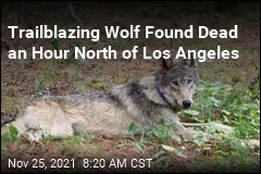 Wolf Found Dead After Epic California Journey