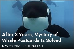 Why Were Whales Sending Him Postcards? Mystery Solved