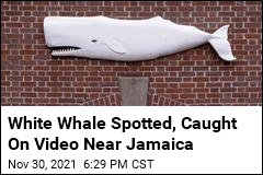 White Whale Spotted, Caught On Video Near Jamaica