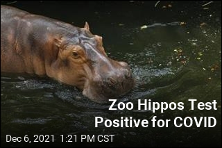 Zoo Hippos Test Positive for COVID