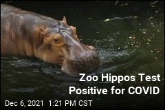 Zoo Hippos Test Positive for COVID