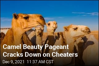 Camel Beauty Pageant Cracks Down on Cheaters