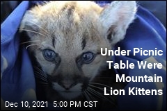 Mountain Lion Kittens Found Near Office Building