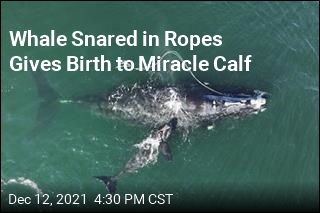 Right Whale Gives Birth While Snared in Ropes