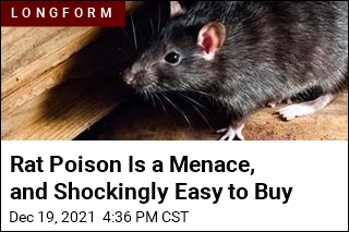 Rat Poison Is a Menace, and Shockingly Easy to Buy