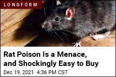 Rat Poison Is a Menace, and Shockingly Easy to Buy