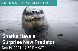 Sharks Have a Surprise New Predator