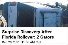 Unexpected Find After Florida Accident: 2 Gators