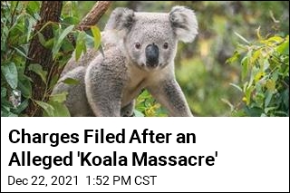 Charges Filed After an Alleged &#39;Koala Massacre&#39;