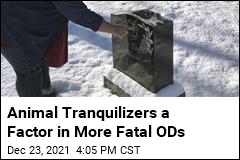Animal Tranquilizers Are Turning Up in More Fatal ODs