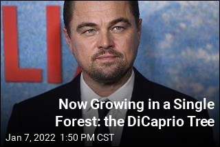 Now Growing in a Single Forest: the Dicaprio Tree