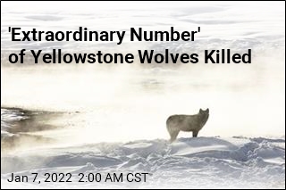 Hunters Are Killing a Lot of Yellowstone&#39;s Gray Wolves