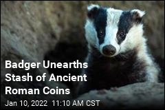 Archaeologists Credit Badger for Coin Find
