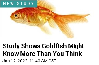 Study Shows Goldfish Might Know More Than You Think
