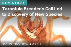 New Tarantula-Killing Worm Gets a Hollywood Name