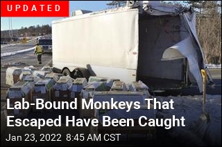 2 Monkeys Headed to Lab Escape After Crash
