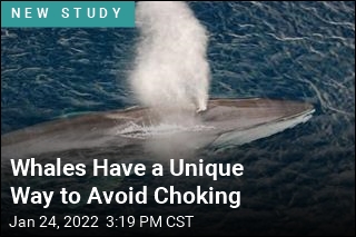 Whales Have a Unique Way to Avoid Choking