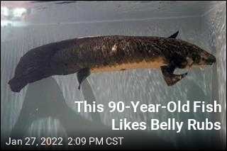 &#39;Mellow&#39; Methuselah Is World&#39;s Oldest Aquarium Fish