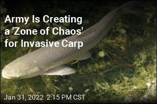 Army Is Creating a &#39;Zone of Chaos&#39; for Invasive Carp