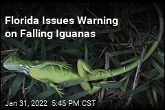 Iguanas Are Falling From the Trees in Florida