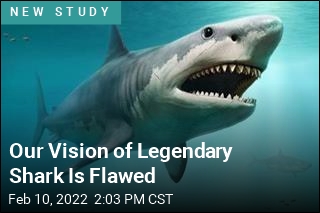 Our Vision of Legendary Shark Is Flawed