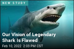 Our Vision of Legendary Shark Is Flawed
