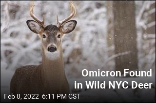 Omicron Found in Wild NYC Deer