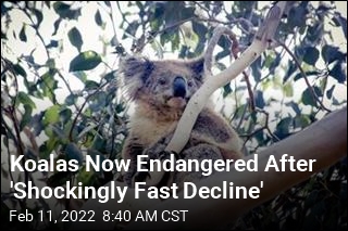 Koalas Are Officially an Endangered Species