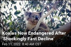 Koalas Are Officially an Endangered Species