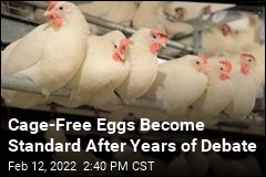 Cage-Free Eggs Are Becoming the Rule, a Consumer Request