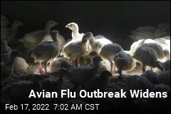 Bird Flu Outbreak Widens