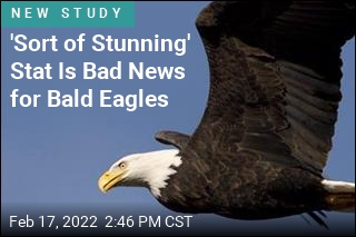 &#39;Sort of Stunning&#39; Stat Is Bad News for Bald Eagles