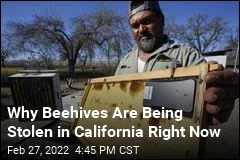 Why Beehives Are Being Stolen in California Right Now