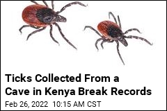 Scientist Gifted Some Ticks Makes Wild Discoveries
