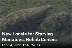New Locale for Starving Manatees: Rehab Centers