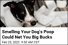 For One Dog Owner, a Smelly Way to Make $6K