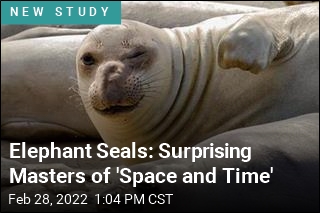 Elephant Seals: Surprising Masters of &#39;Space and Time&#39;