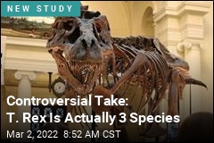 Controversial Take: T. Rex Is Actually 3 Species