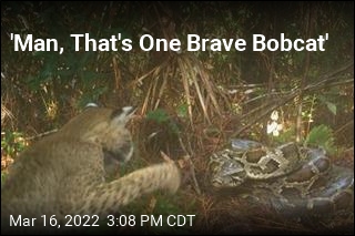 For the First Time, Bobcat Is Seen Eating Python Eggs