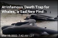 At Infamous &#39;Death Trap for Whales,&#39; a Sad New Find
