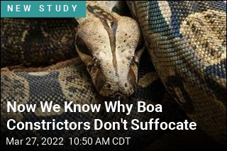 Researchers Solve a Mystery About How Boas Breathe