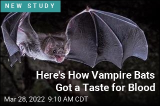 Here&#39;s How Vampire Bats Got a Taste for Blood