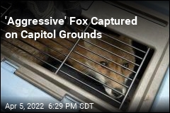 &#39;Aggressive&#39; Fox Has Been Biting People on Capitol Grounds