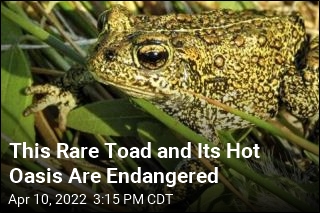 This Rare Toad and Its Hot Oasis Are Endangered