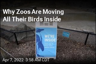 Zoos Across America Are Moving Birds Inside