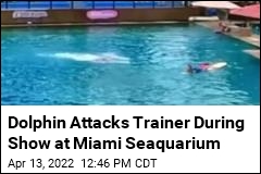 Dolphin Attacks Trainer During Show at Miami Seaquarium